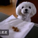 푸드르르 이미지