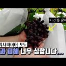 포도 여름철 열과 피해 방지, 탄저병, 노균병, 갈색무늬 병 방제 방법 이미지