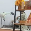 꼬망스펫 | 체리의 생애 첫 미용 후기 (4개월 푸들 미용 정보포함)