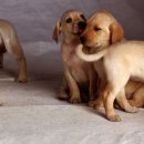 위즈동물메디컬센터 이미지