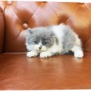 신반포로43길 23-7 | 스핑크스고양이단점 가격 솔직 후기