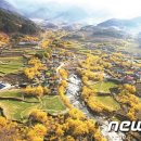 구례산수유