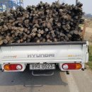 국도22호선가로수 이미지