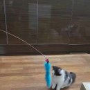 도그마루 강아지고양이 김해창원점 이미지