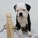 봄봄펫살롱 이미지