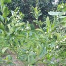 별이네 농장 이미지