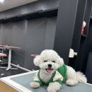 명문애견 이미지