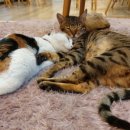 집사의하루 강남점 이미지