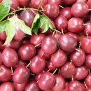 장속농장 이미지