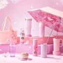 새영천약국 | 스타벅스 벚꽃 MD 2026 실물 미쳤다… 체리블라썸 고양이 디자인 텀블러 후기