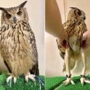 하무라시 동물공원. 또 동물원 감ㅋ (羽村市動物公園 일본 동물원)