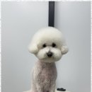 오쿠숑 이미지