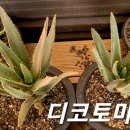 알로에 - 수성구 | 알로에