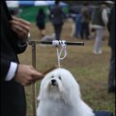 유어펫 라운지 강아지분양 이미지