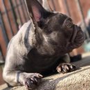 무지개다리 이미지