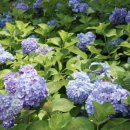 내리1길 이미지