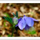 앞산자락길 이미지