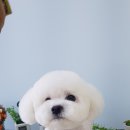 도브리댕 이미지