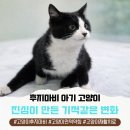 디디동물병원 | 군산 걷지 못하는 새끼 고양이 면역약침, 재활치료로 회복 한 후기(고창인근 동물병원)