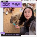 (주)나유 | 제주가볼만한곳 카피바라 동물먹이체험 모모쥬동물원