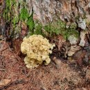 1301 | 오지산행후기(1301차) 꽃송이버섯 산행 2025.06.29(일)