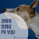 차오름동물병원 | "강아지 턱이 부었어요" 13살 강아지 침샘류 수술 후기(강아지 턱 부종, 강아지 CT 검사, 아프리카동물...
