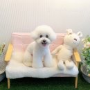 몽톡 이미지