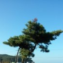 푸른송 이미지