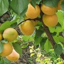 원조가든 이미지