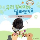 숲속유치원 | [숲속에댕댕이] 어질리티 훈련 후기/ 대전강아지유치원 대전애견유치원 대전강아지돌봄