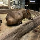 유니온로 | [하남미사]주렁주렁하남점 후기🐾3/1까지 23,500원 할인·입장료·주차 정리🐾