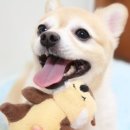 몽금옥 | ZippyPaws 4기 서포터즈를 소개합니다!