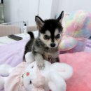 강아지분양 마이댕냥 일산점 네이버블로그