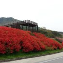 섬진강변 철쭉길 이미지