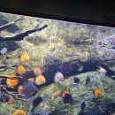 7월 23일 롯데월드 아쿠아리움에서 해양생물들을 만났어요🦭🦈🦐(1) 이미지