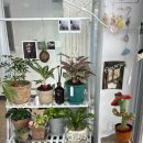 사파동313 이미지