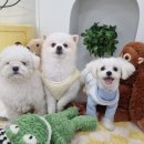 마이하우스퍼피 애견호텔유치원 이미지