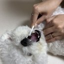 주식회사 동물의집 | 반려동물치약 닥터오레고닌 올댕티스 사용 후기 고구마향이라 기호성 최고