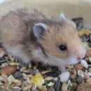 펫엔글라이더본점 이미지