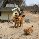 코끼리 관광농원 이미지