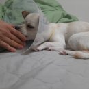 나드리노인복지관 | 오늘] 저희 #강아지 &#34;아미&#34; 다쳤어요..ㅠㅠ(#발톱 #상처에 대처하는 #응급 처치법 등.... #병원후기....)