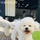 비숑테네리페
