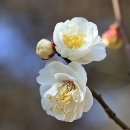 THE SPRING 이미지