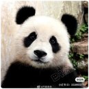 멍가네 | 오픈런으로 멍란 멍얼 바이티엔 보다...🫶🏻 베이징여행 2일차⋆◡̎⋆ 북경동물원 예매방법 오픈런 등 후기