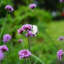 대흘그곳 이미지