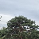 2025년12월13일(토)평택 발길따라 둘레둘레 해파랑길 38코스 모산봉 미인목의 근육질 자랑~ 이미지