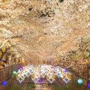 지에스(GS)25 진해경화중앙점 | 2026 진해군항제 일정 &amp;주차 &amp;셔틀버스 등 교통편 정리