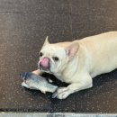 크로스핏 토르 | 크로스핏 💪토르🔨영통점 드랍인