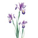 채식요리(주간) 이미지