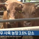 KBS 한우농장 이미지